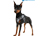 Aqua Coolkeeper Cooling Comfy Hundegeschirr, scottish grey