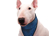 Aqua Coolkeeper Cooling Hunde Bandana, pacific blue