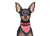 Aqua Coolkeeper Cooling Hunde Bandana, red western