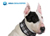 Aqua Coolkeeper Cooling Collar Hundehalsband, scottish grey