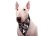 Aqua Coolkeeper Cooling Hunde Bandana, camouflage