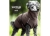 Dryup Warmup Cape Pro Mini Hundebademantel mocca