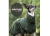 Dryup Warmup Cape Pro Hundebademantel pine green