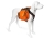 EQDog Flex Pack II Orange