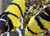 iqo Hundemantel Wintertraum (inkl. Wattierung und Innenfleece), gelb