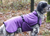 Thermo-Fleece Hundemantel IQO XW, lila