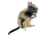 Hunter Hundespielzeug Wildlife Ratte