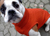 iqo Hundepullover 100% Merinowolle, orange