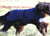 IQO VXf Softshell Hundemantel dunkelblau