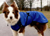 IQO VX Hundemantel, royalblau