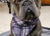 Aqua Coolkeeper Cooling Hunde Bandana, scottish grey