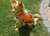 Hurtta Life Savior Hundeschwimmweste, orange/camo