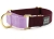 Major Darling Merlot with Lilac Martingale Collar
