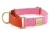 Major Darling Pink with Orange Martingale Collar