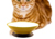 Modern Pet Bowl, rot/red